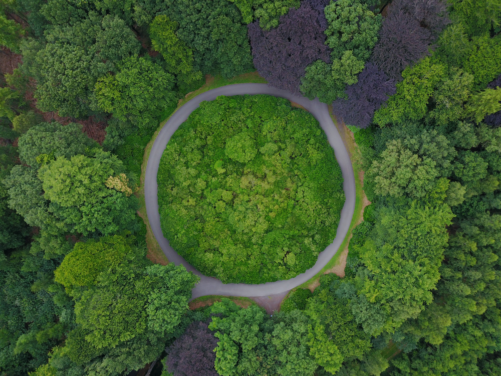 A circular path in the middle of a green forest