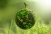 Green planet Earth from natural moss with plant. Symbol of sustainable development and renewable energy
