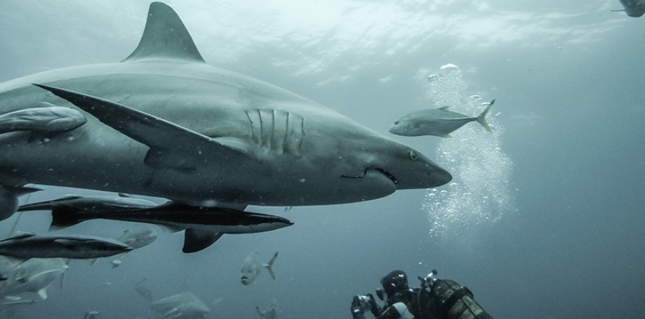 image of sharks swimming