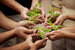 Hands, plants and growth with people or team, business and eco friendly for earth day or collaboration support. Investment, environment and community service, nurture or agro for sustainability