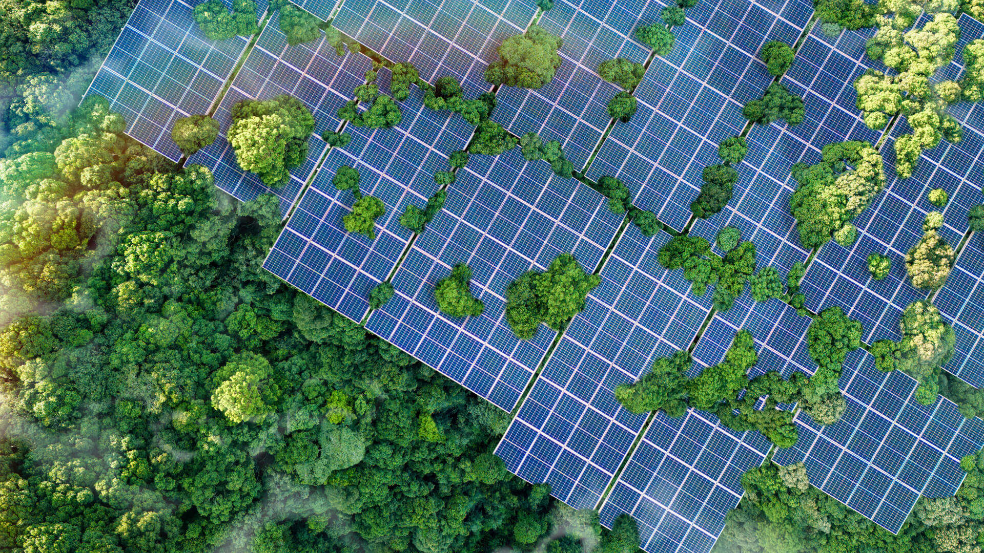 Solar panels with foliage and greenery surrounding them