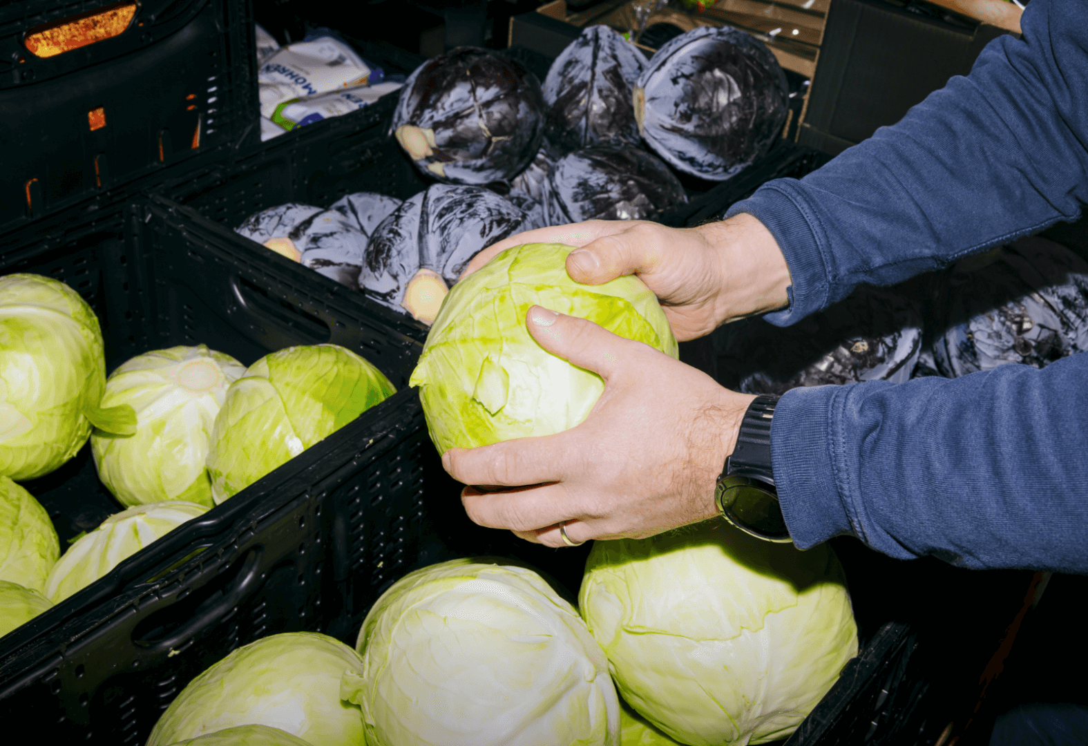 man picking out a cabbage from a lot of cabbages