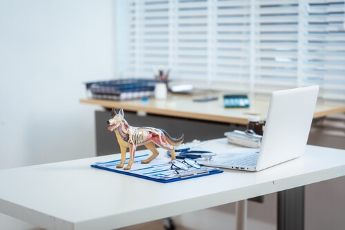 desk of a veterinarian 