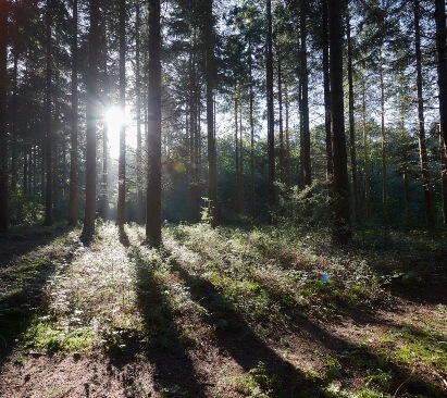 Image of a woodland setting