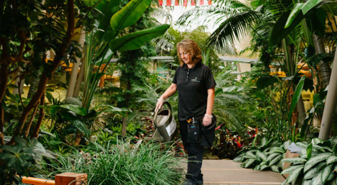 Ambius technician watering tropical plants