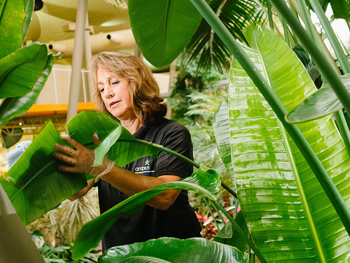 Ambius technician cleaning a large leaf