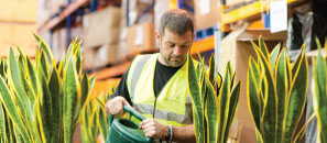 Ambius technician watering plants