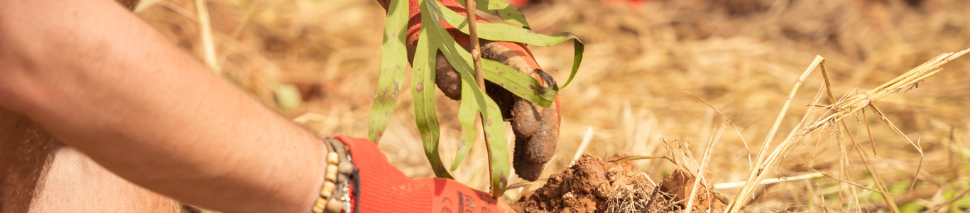 Hands planting a tree