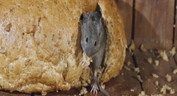 Rentokil Pest Control (Rodent)