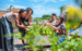 image of people planting trees 