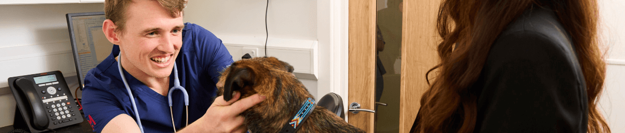 Veterinary surgeon examining a dog
