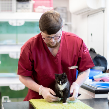vet holding a small cat