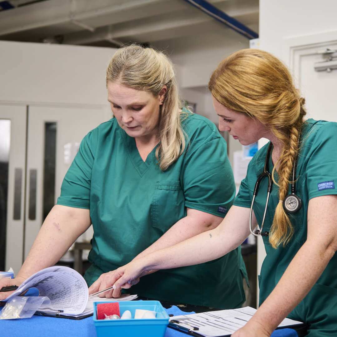 vet holding a small cat