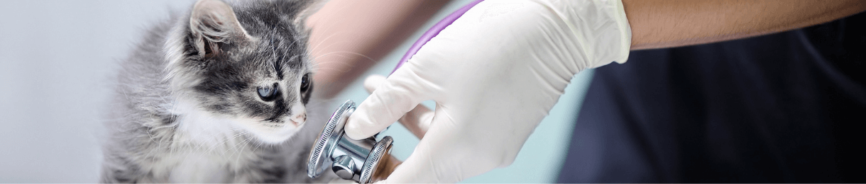 Cat being examined by veterinarian 