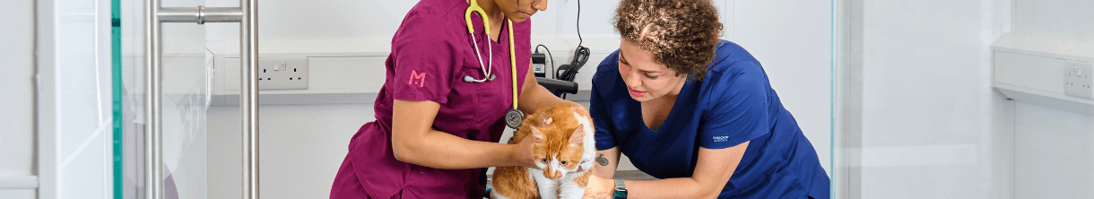 Two veterinary professionals examining a cat