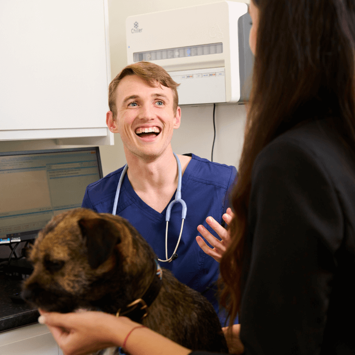 vet holding a small cat
