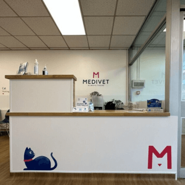 vet holding a small cat