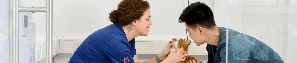 Two veterinary professionals examining a cat