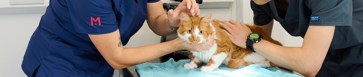 Ginger and white cat being examined at the vet.