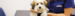Medivet colleague examining a pet dog