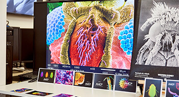Western Open Day Research