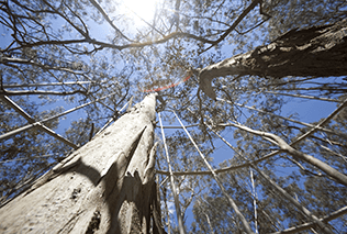 EucFace Research Hawkesbury Campus 