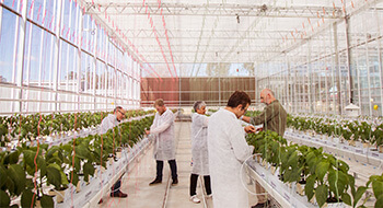 Hawkesbury Institute for the Environment